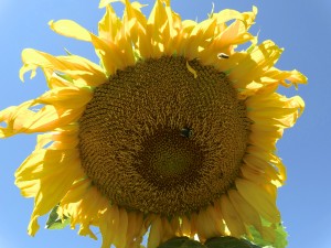 Sunflower from book, "My Loved One Shines On!"